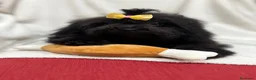 Shihpoo perros en venta: Monísima ShihPoo negra - Anuncio 8