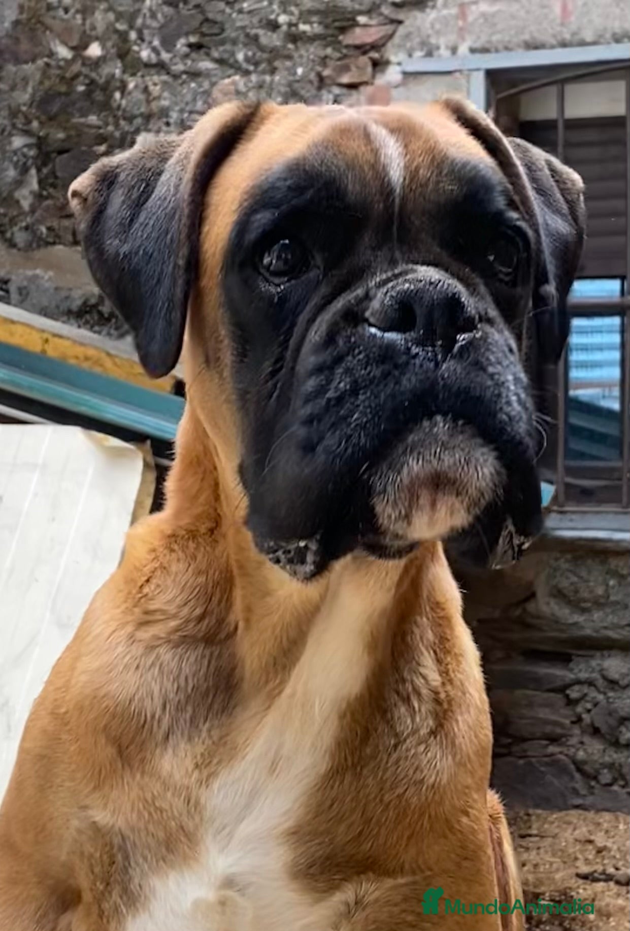 Boxer perros Boxer De Los Infanzones en Salamanca - Anuncio 1