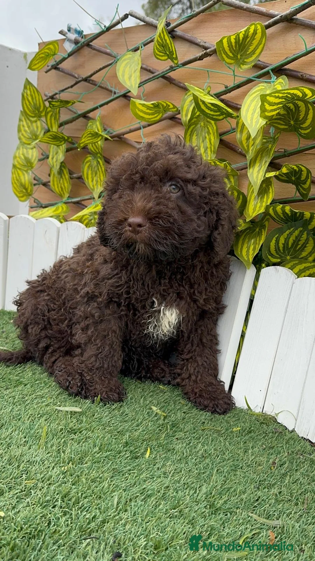 Perro de Agua Español perros en venta: PERRO DE AGUA ESPAÑOL - Anuncio 1