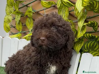 Perro de Agua Español perros PERRO DE AGUA ESPAÑOL - Anuncio 2