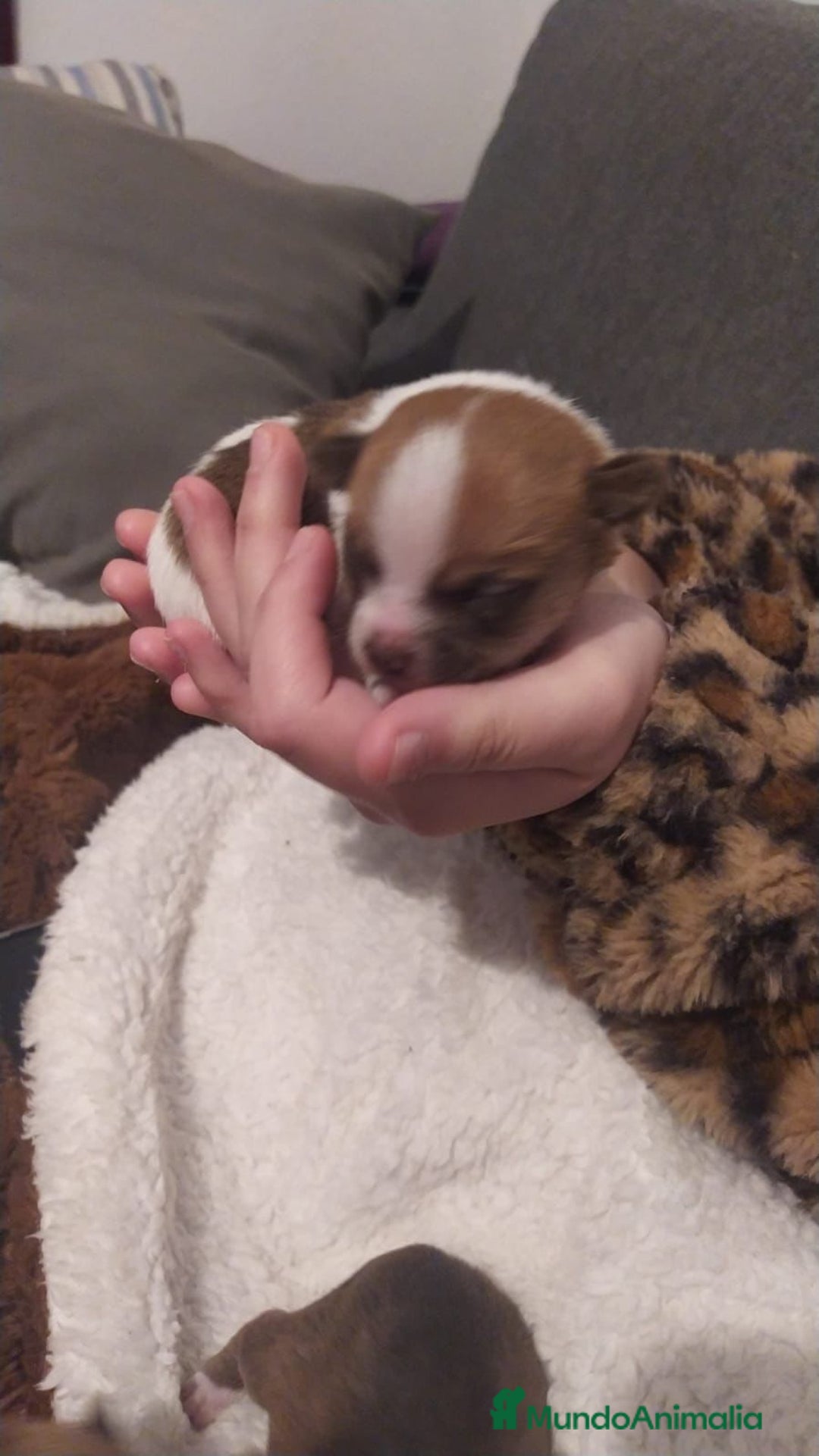 Chihuahua perros en venta: Chihuahua toy - Anuncio 4