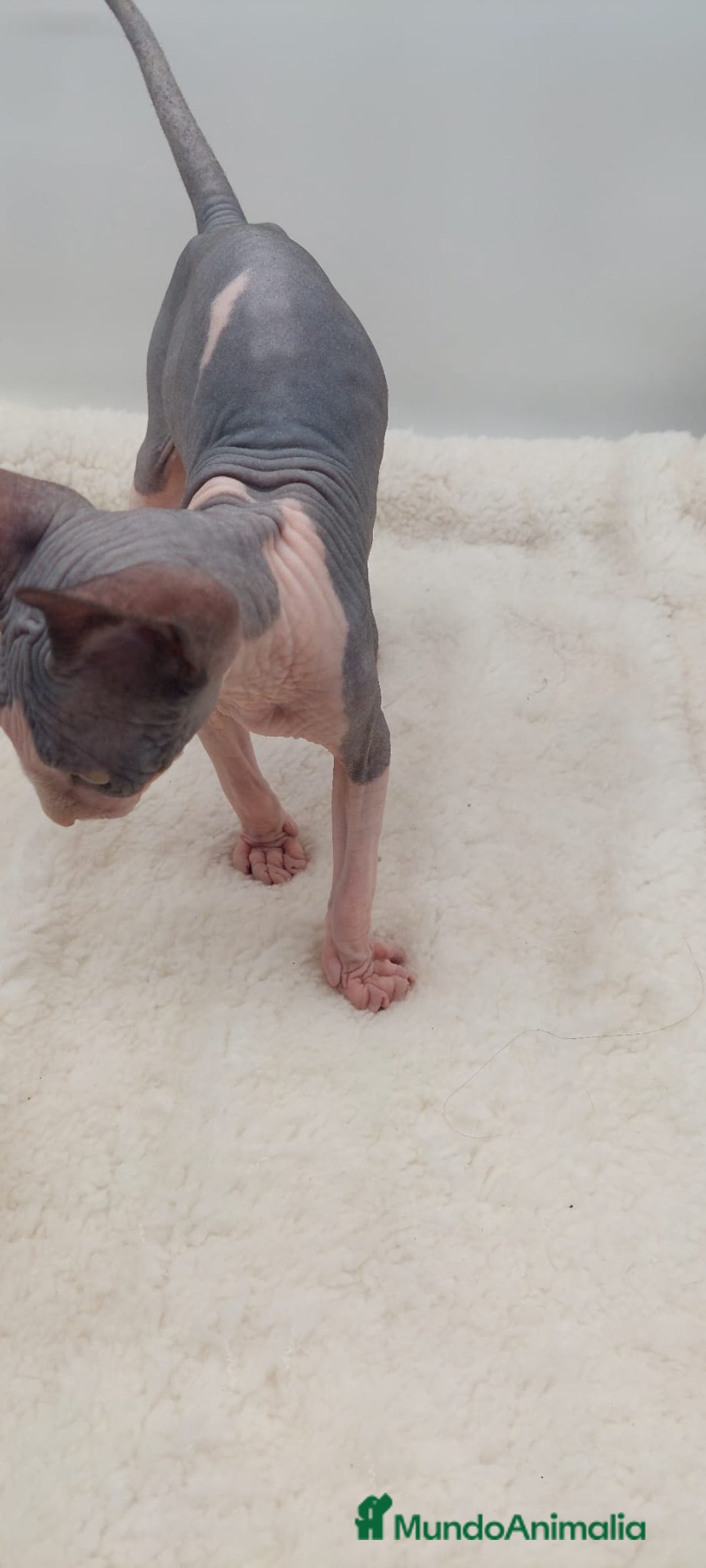 Sphynx gatos en venta: Preciosa camada de machitos - Anuncio 5