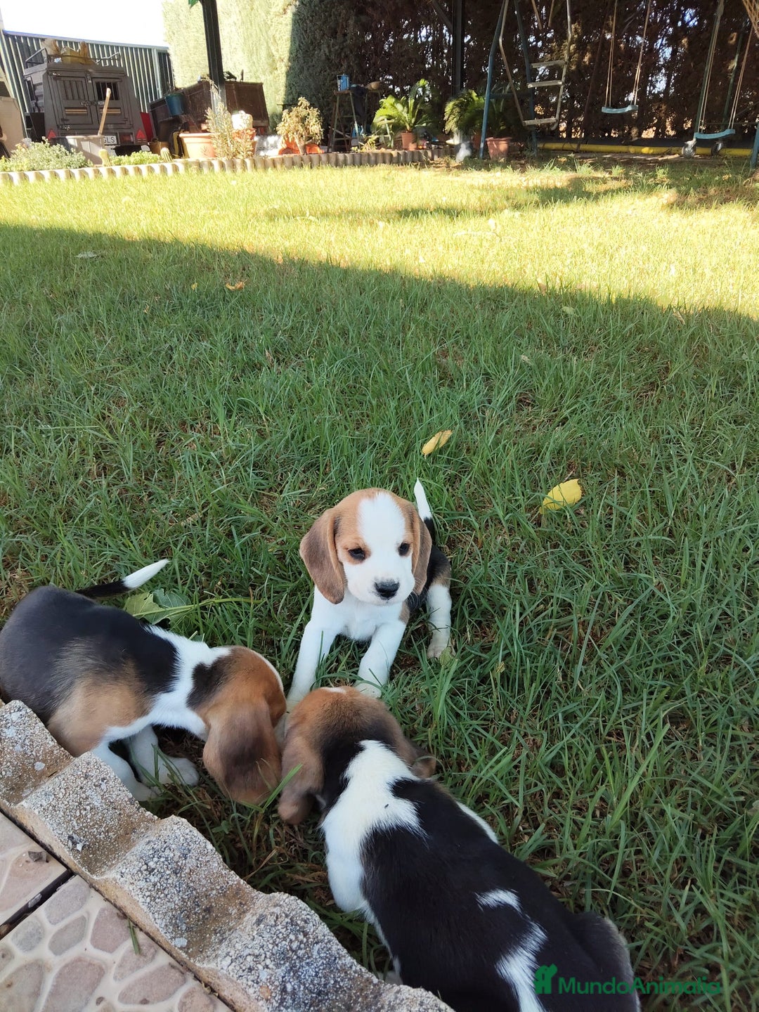 Beagle perros en venta: Preciosa camada de Beagle  - Imagen 10