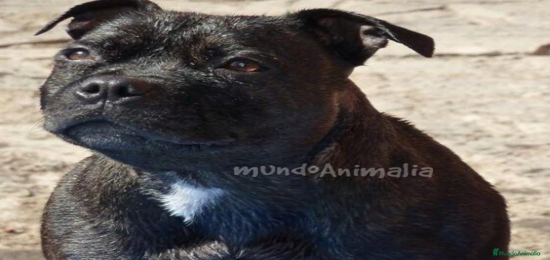 Imagen de galería {{count}}