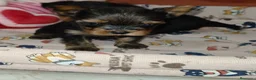Yorkshire Terrier perros en venta: Yorkshire terrier Toy - Anuncio 5