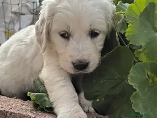 Golden Retriever perros Preciosa y última cachorra disponible en Sevilla - Anuncio 3