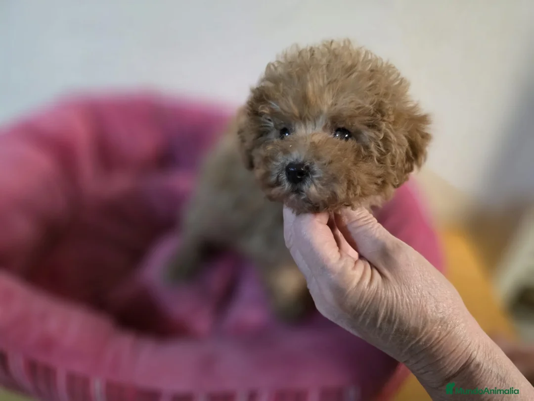 Caniche Toy perros en venta: Cachorrita Caniche toy apricot - Anuncio 2
