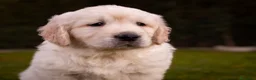 Golden Retriever perros en venta: Camada Golden Retriever  - Anuncio 7