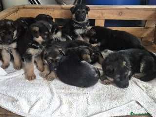 Pastor Alemán perros en Las Palmas - Anuncio 9