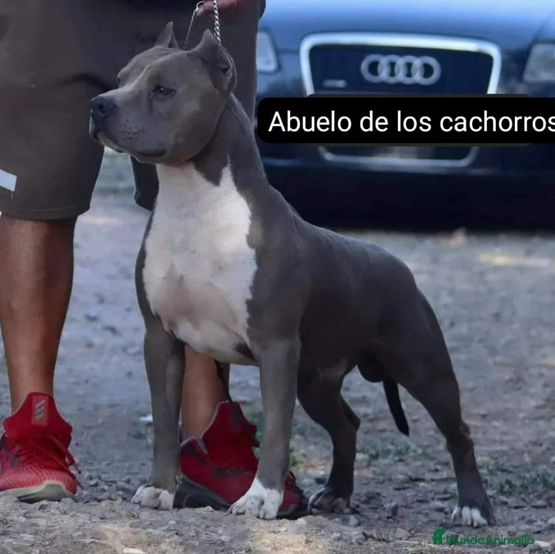 American Staffordshire-Terrier perros en venta: American Stanford  - Imagen 6