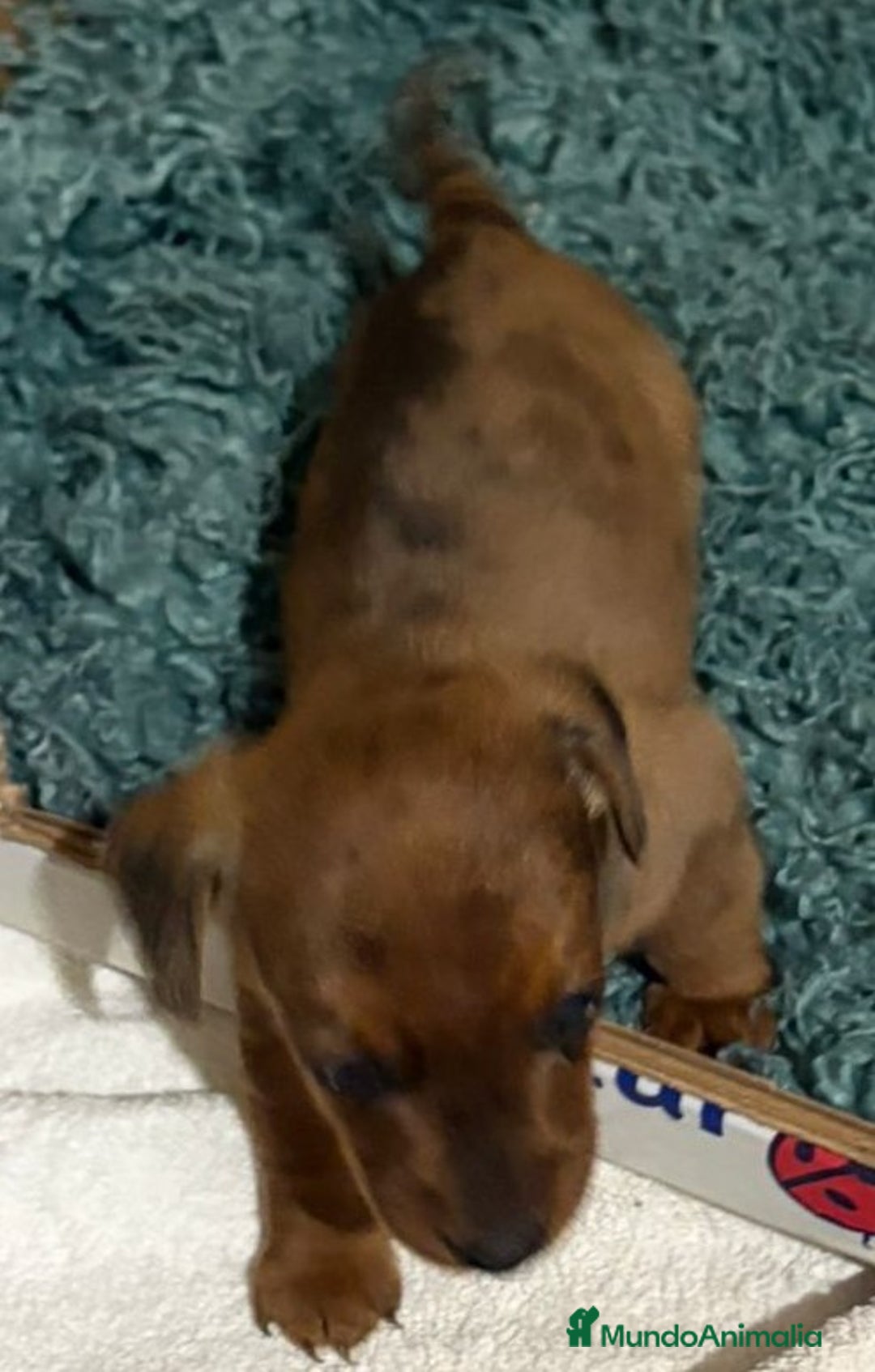 Teckel Miniatura perros en venta: cachorro  teckel miniatura merle chocolate diluido - Anuncio 6