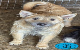 Raza Mixta perros en adopcion: Cruce de Shibainu con Schnauzer - Imagen 3