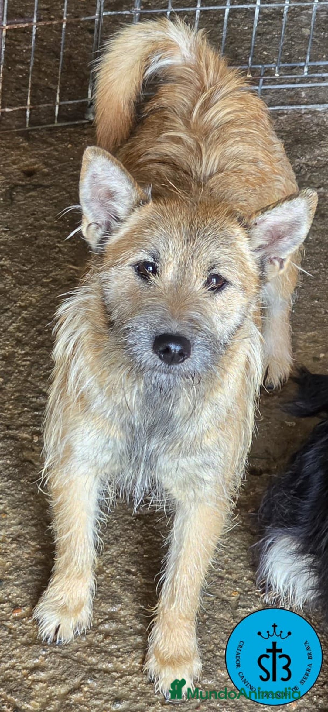 Raza Mixta perros en adopcion: Cruce de Shibainu con Schnauzer - Imagen 3