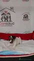 Jack Russell Terrier Cachorro 1
