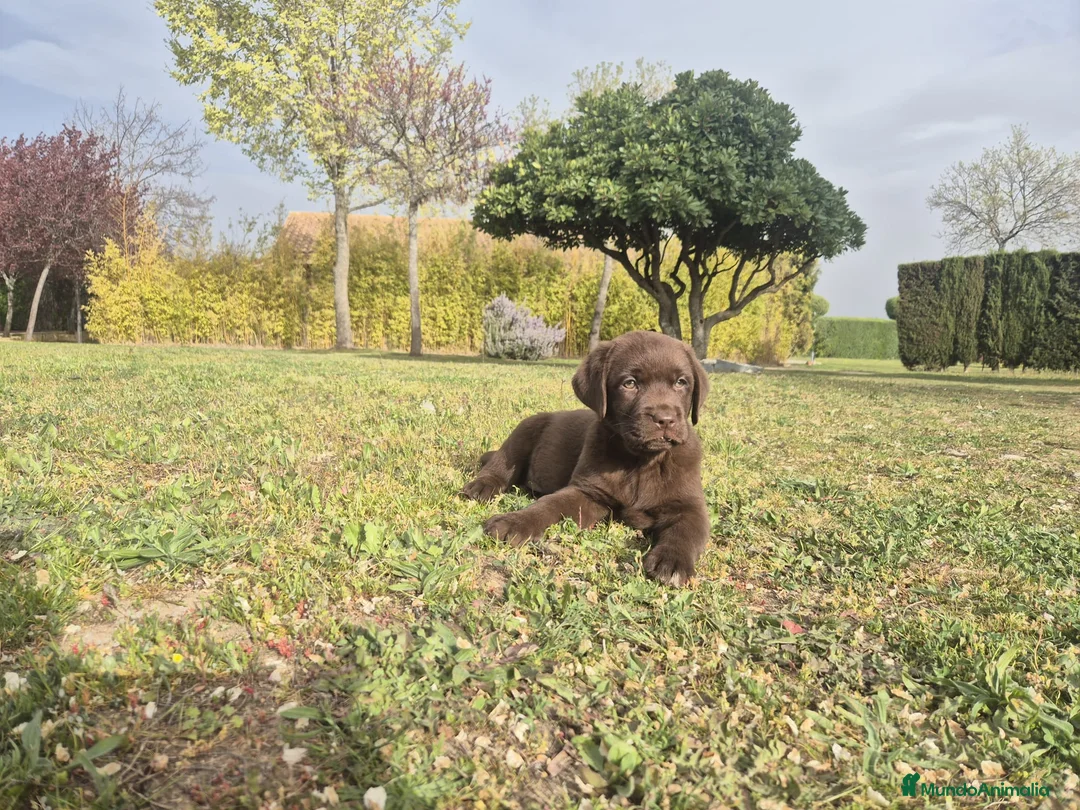 Labrador Retriever perros en venta: LABRADOR CHOCOLATE  - Anuncio 2