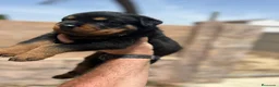 Rottweiler perros en venta: Rottweiler - Anuncio 7