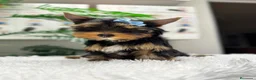 Yorkshire Terrier perros en venta: YORKSHIRE TERRIER  - Anuncio 13
