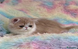 Exótico de Pelo Largo gatos en venta: Gatita  - Imagen 4