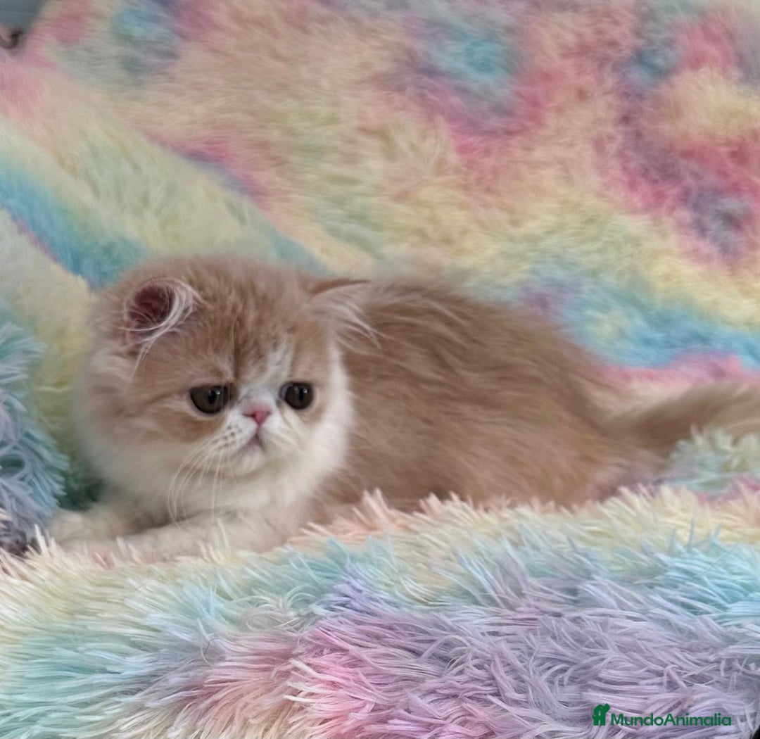 Exótico de Pelo Largo gatos en venta: Gatita  - Imagen 4