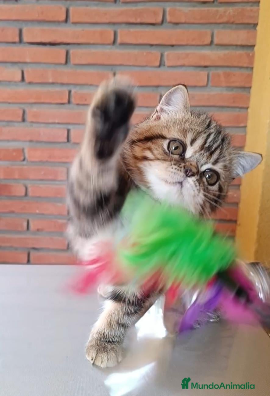 Exótico de Pelo Corto gatos GATO EXOTICO BROWN TABBY BLOTCHED - Anuncio 29