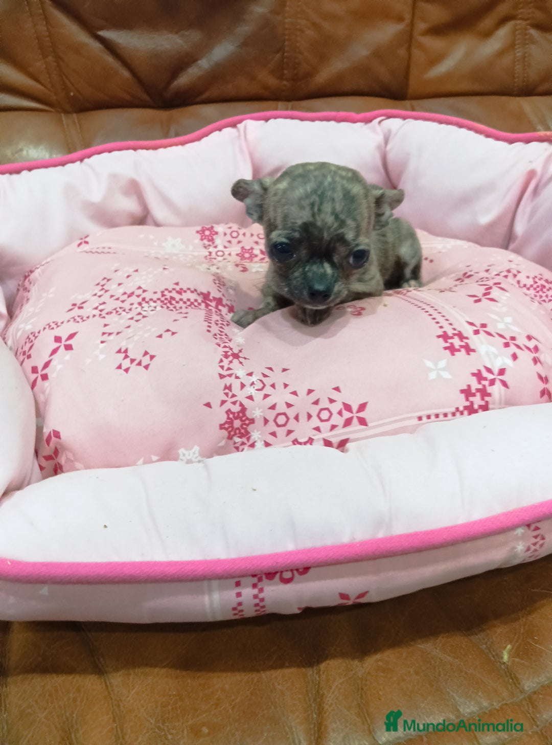 Chihuahua perros en venta: Chihuahua toy - Anuncio 3