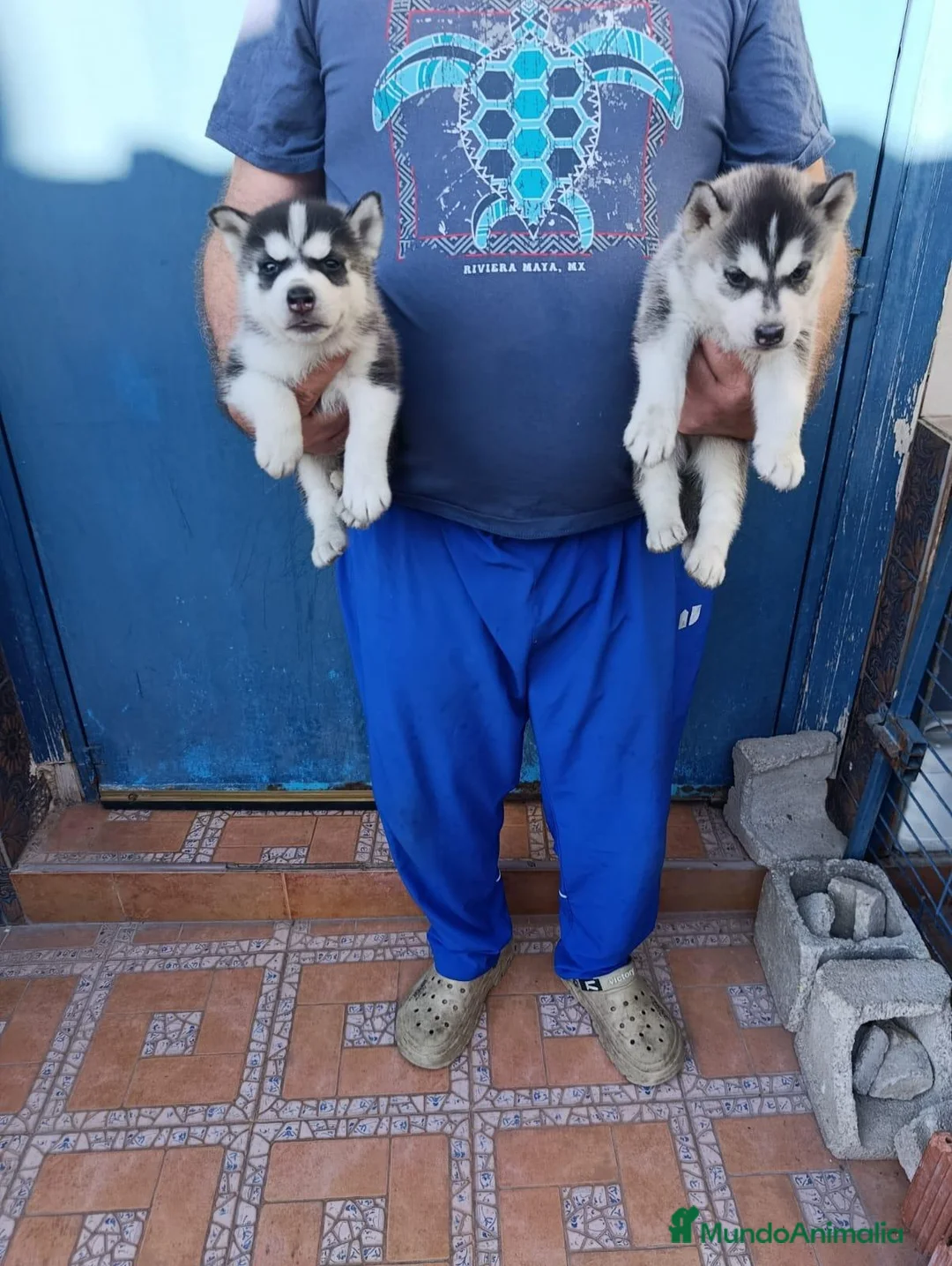 Husky Siberiano perros en venta: Husky siberianos - Anuncio 3