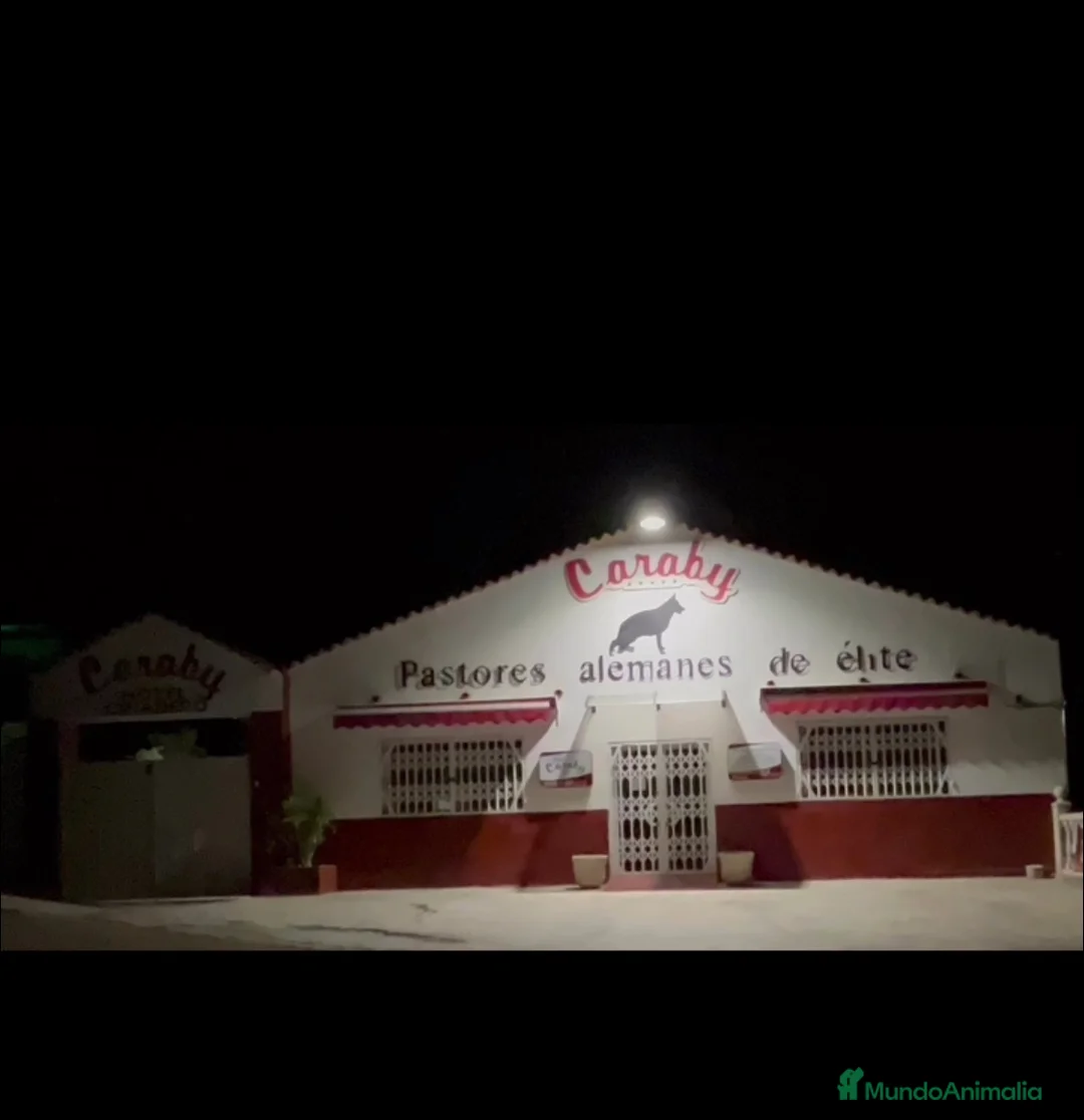 Pinscher Alemán perros en venta: Benidorm Todos los servicios para tu mascota  en Alicante - Anuncio 5