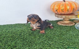 Teckel Miniatura perros en venta: TECKEL MINI ARLEQUIN  - Imagen 1