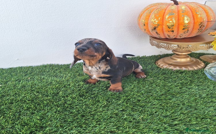 Teckel Miniatura perros - Anuncio 4