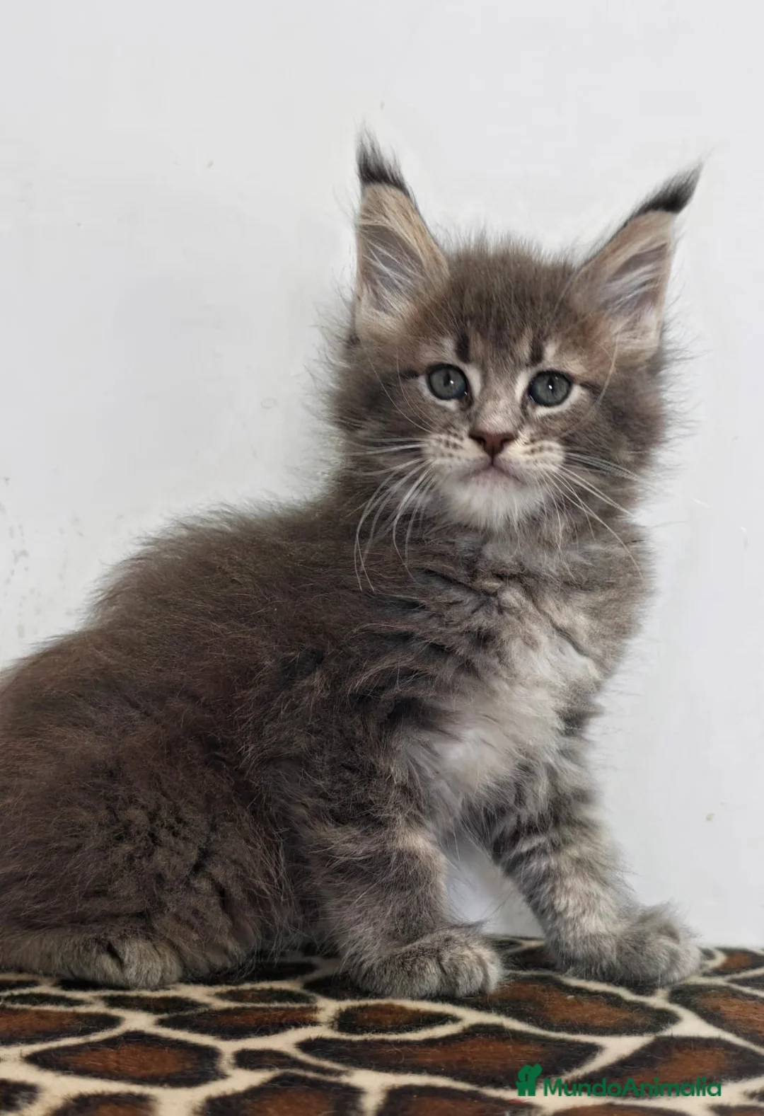 Maine Coon gatos en venta: Macho de maine coon - Anuncio 1