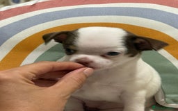 Chihuahua perros en venta: Exclusivos chihuahuas rusos - Imagen 28