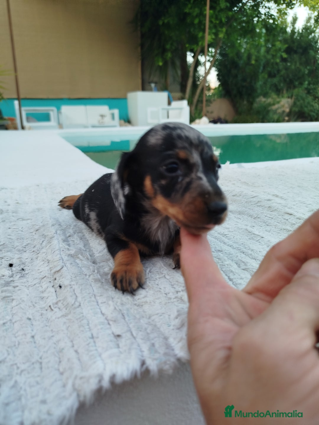 Teckel Miniatura perros en venta: Teckel mini - Imagen 3