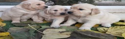 Golden Retriever perros en venta: Gran Camada de Golden Retriever - Anuncio 3