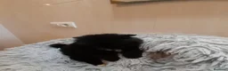 Pomerania perros en venta: Pomeranian toy - Anuncio 6