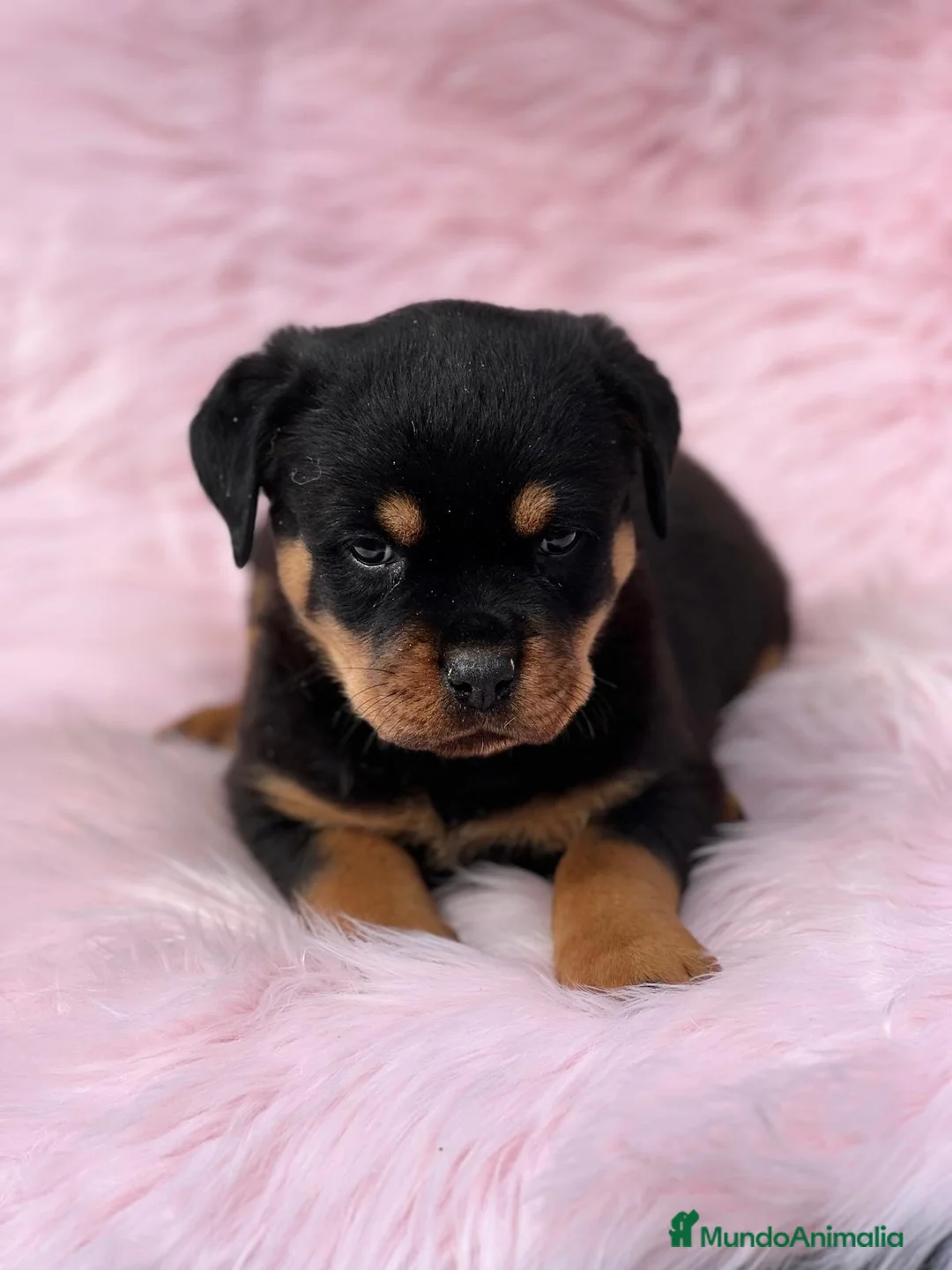 Rottweiler perros en venta: Rottweiler  - Anuncio 3