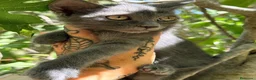 Azul Ruso gatos en venta: Azul ruso hembra  - Anuncio 2