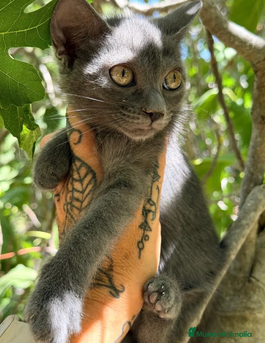 Azul Ruso gatos en venta: Azul ruso hembra  - Anuncio 2