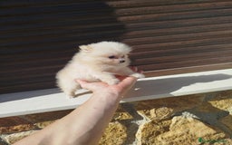 Pomerania perros en venta: Pomerania toy  - Imagen 3