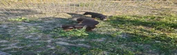 Teckel Miniatura perros en venta: Teckel mini ♂️ - Anuncio 8