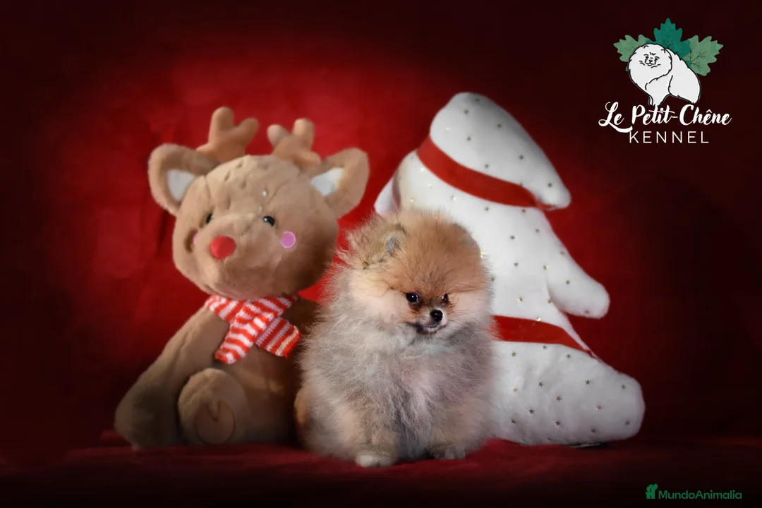 Pomerania perros en venta: Pomerania hembra diminuta - Anuncio 3