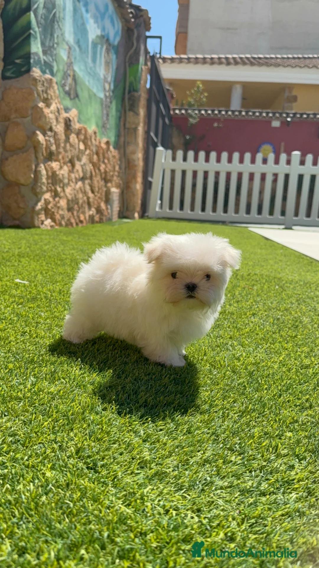 Bichón Maltés perros en venta: Bichon maltés coreano - Anuncio 1