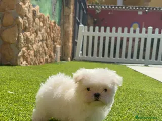 Bichón Maltés perros en venta: Bichon maltés coreano - Anuncio 2
