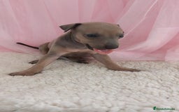 Pequeño Lebrel Italiano perros en venta: Pequeño lebrel Italiano Galgo italiano Piccolo  - Imagen 9