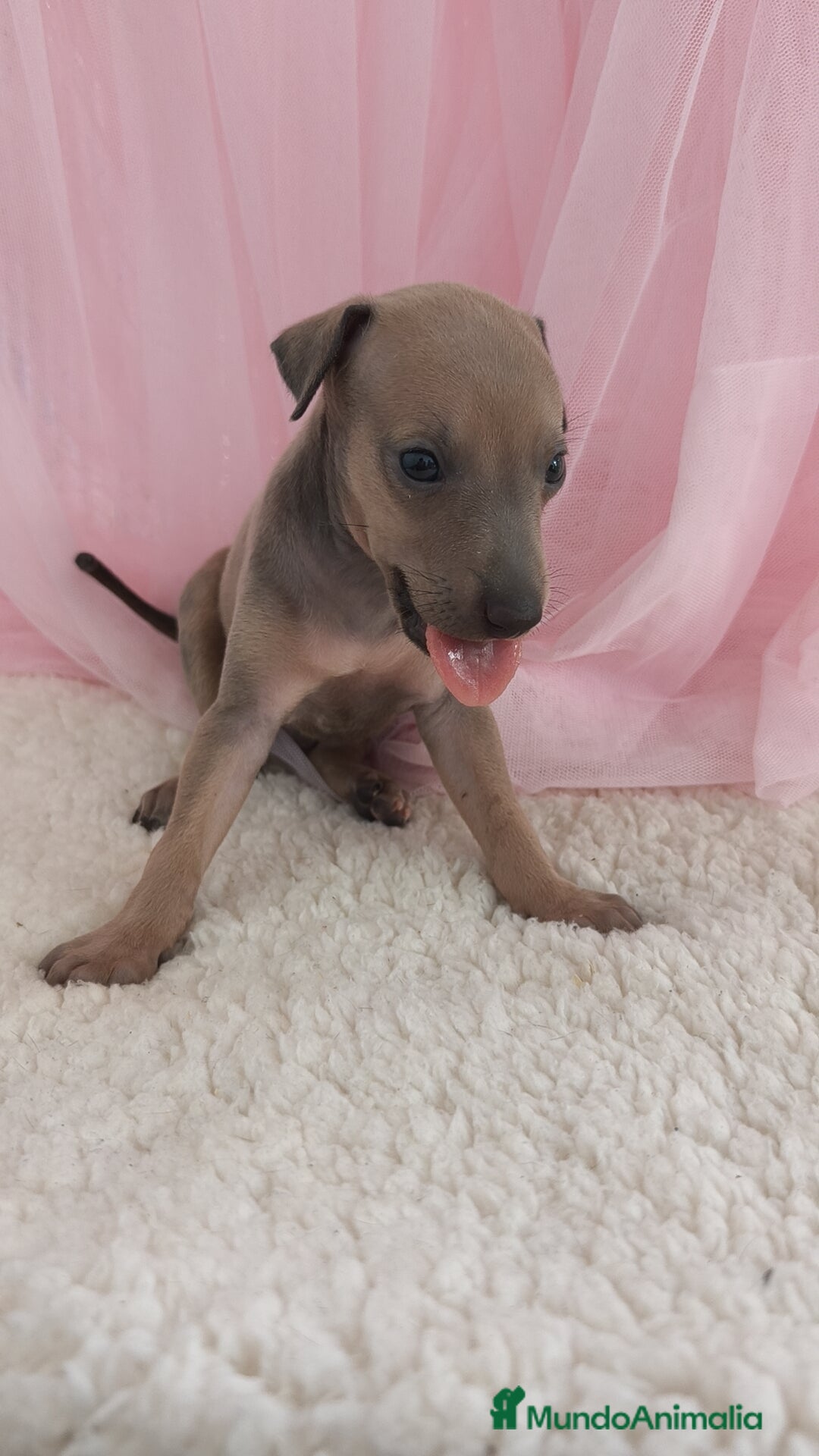 Pequeño Lebrel Italiano perros en venta: Pequeño lebrel Italiano Galgo italiano Piccolo  - Imagen 9