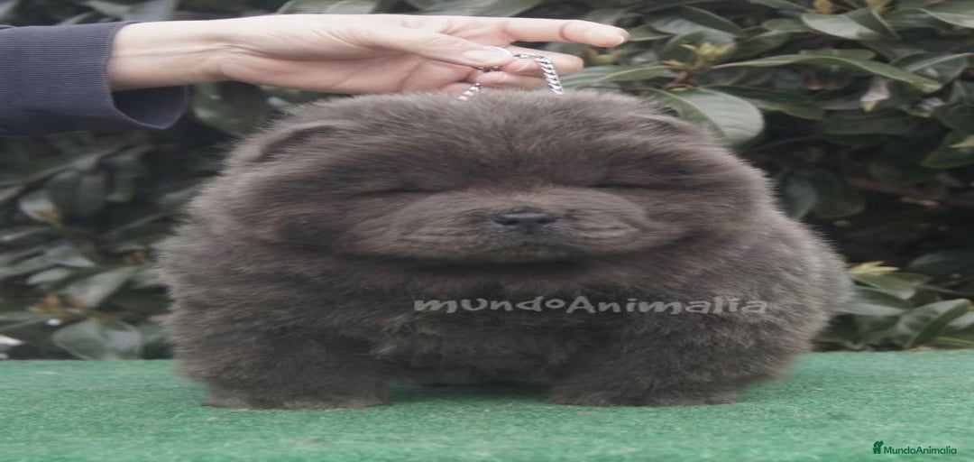 Imagen de galería {{count}}