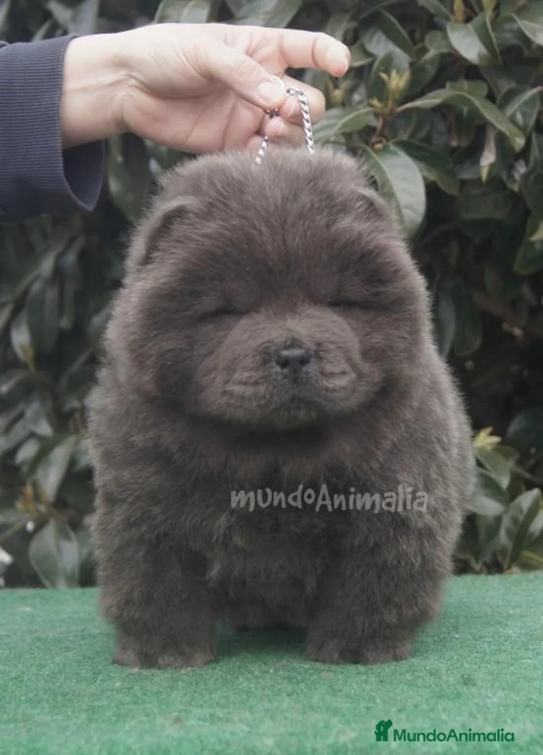 Imagen de galería {{count}}