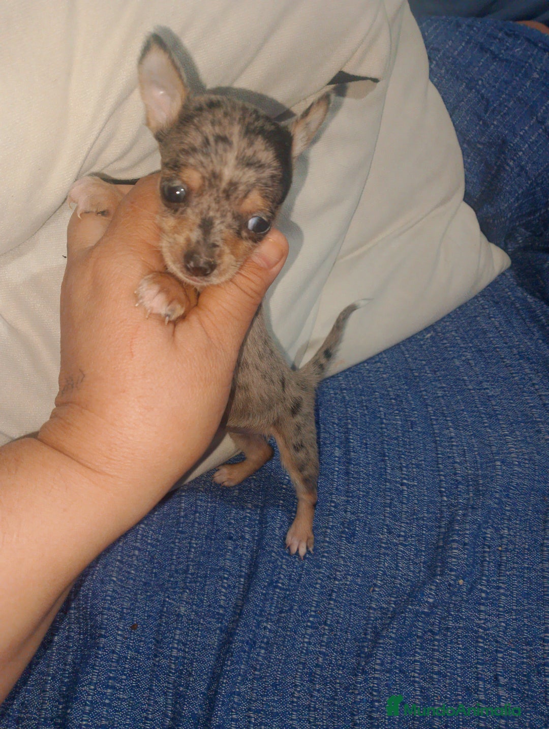 Chihuahua perros en venta: Hembra preciosa de chihuahua cabeza venado  - Imagen 8