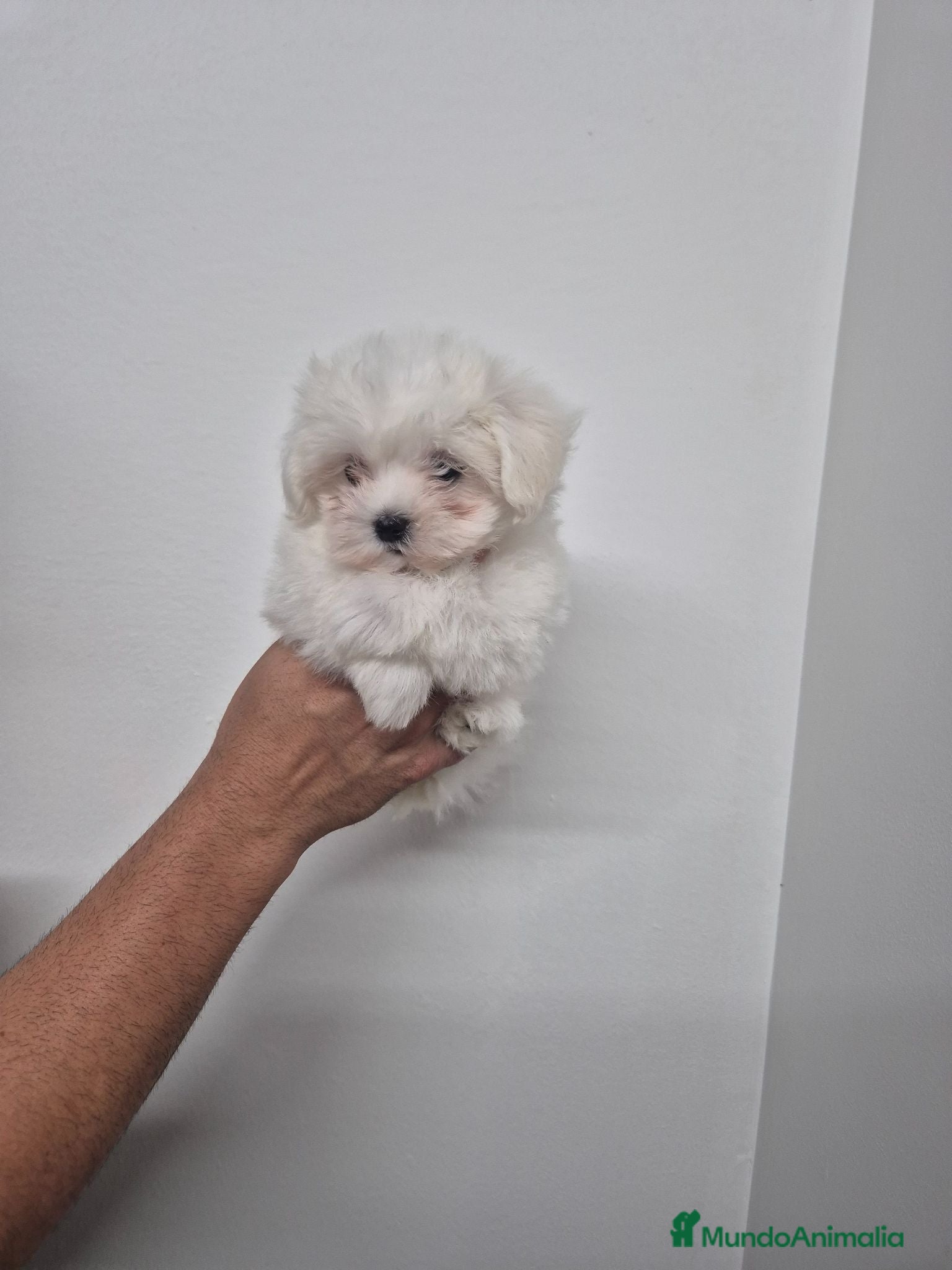 Bichón Maltés perros Bichon Maltes  - Anuncio 1