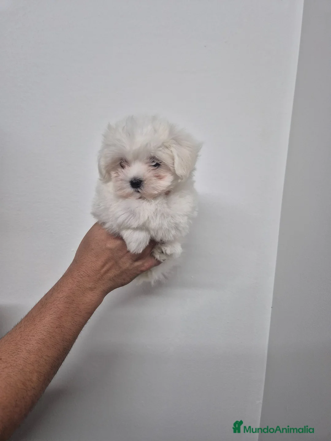 Bichón Maltés perros en venta: Bichon Maltes  - Anuncio 1
