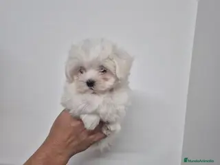Bichón Maltés perros en venta: Bichon Maltes - Anuncio 3